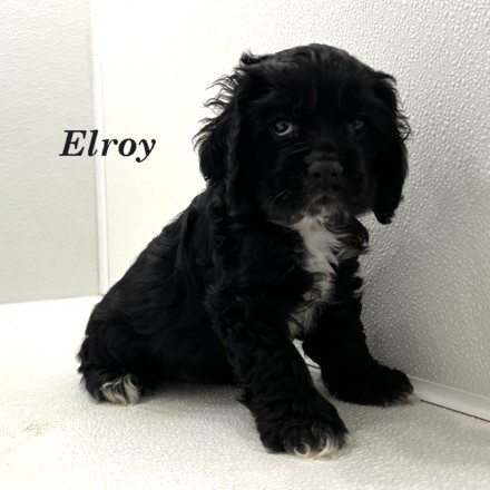 puppy, for, sale, Cocker Spaniel, Joe & Cherri  Overlease, dog, breeder, Miller, MO, dog-breeder, puppy-for-sale, forsale, nearby, find, puppyfind, locator, puppylocator, aca